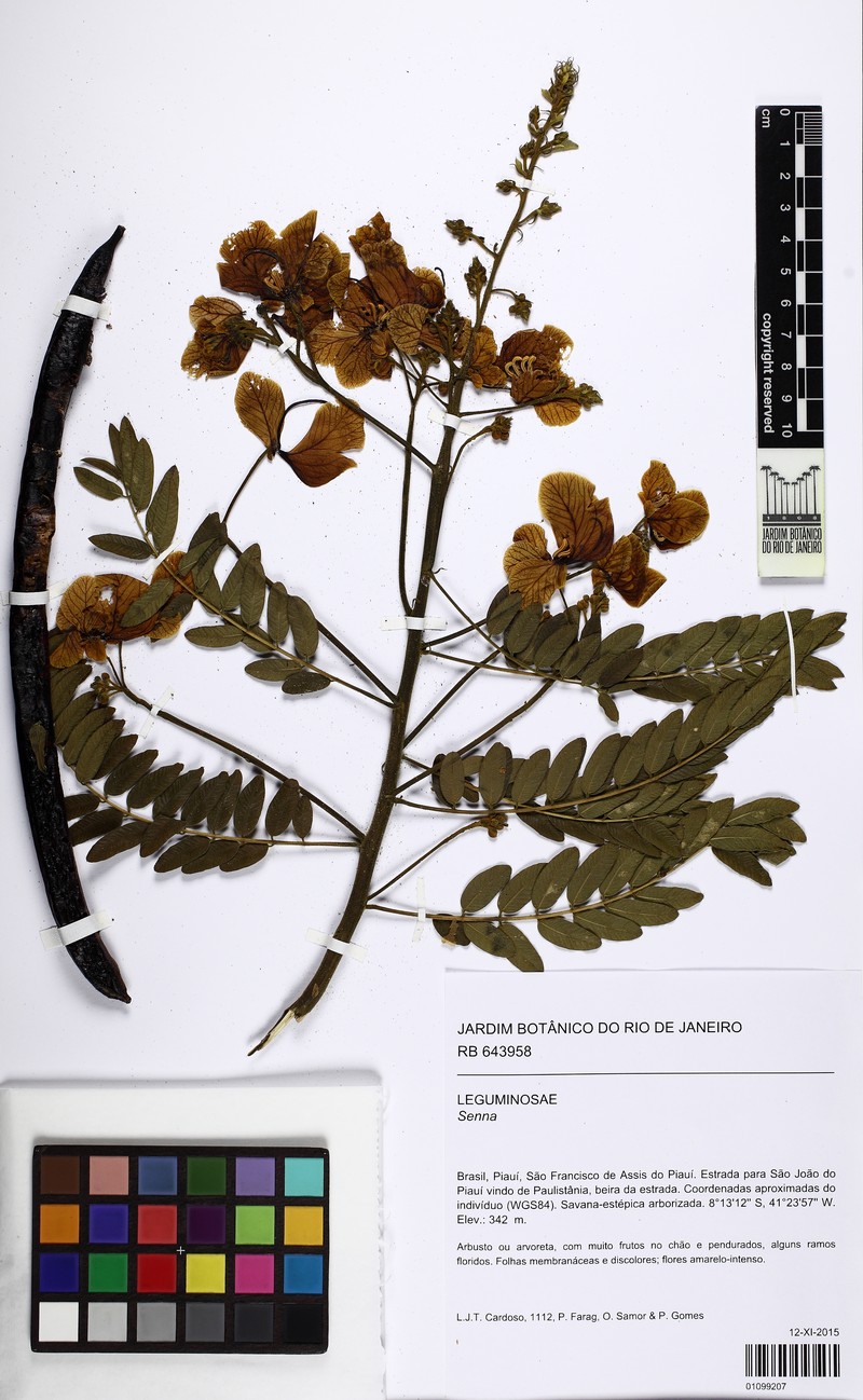Senna spectabilis var. spectabilis
