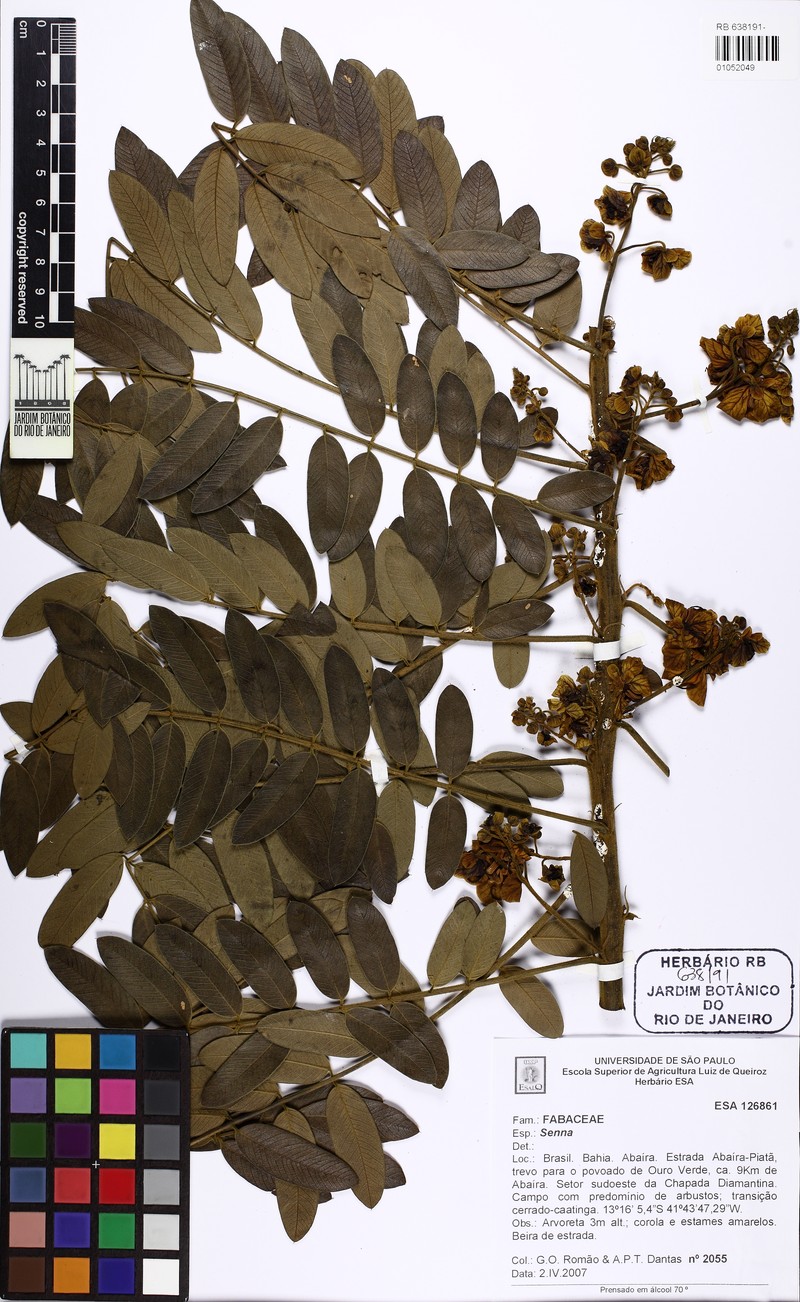 Senna spectabilis var. spectabilis photo 2