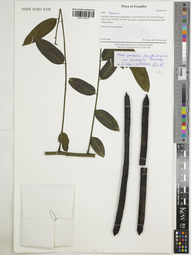 Senna spectabilis var. spectabilis photo 3