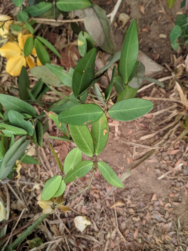 Senna splendida