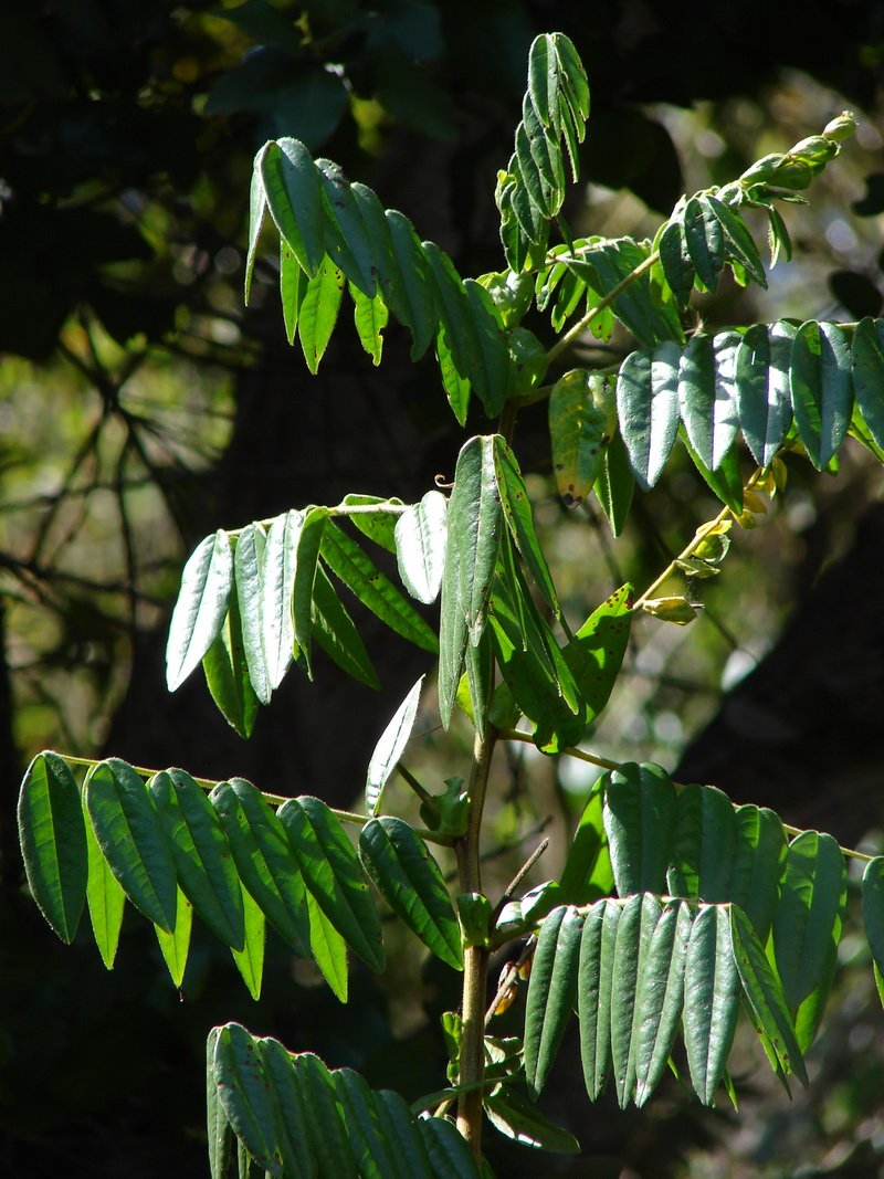 Senna stipulacea