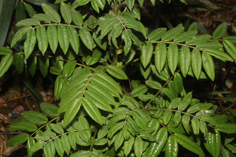 Senna stipulacea var. stipulacea