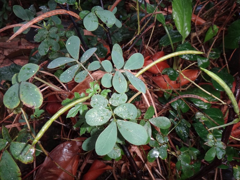 Sickle Senna photo 3