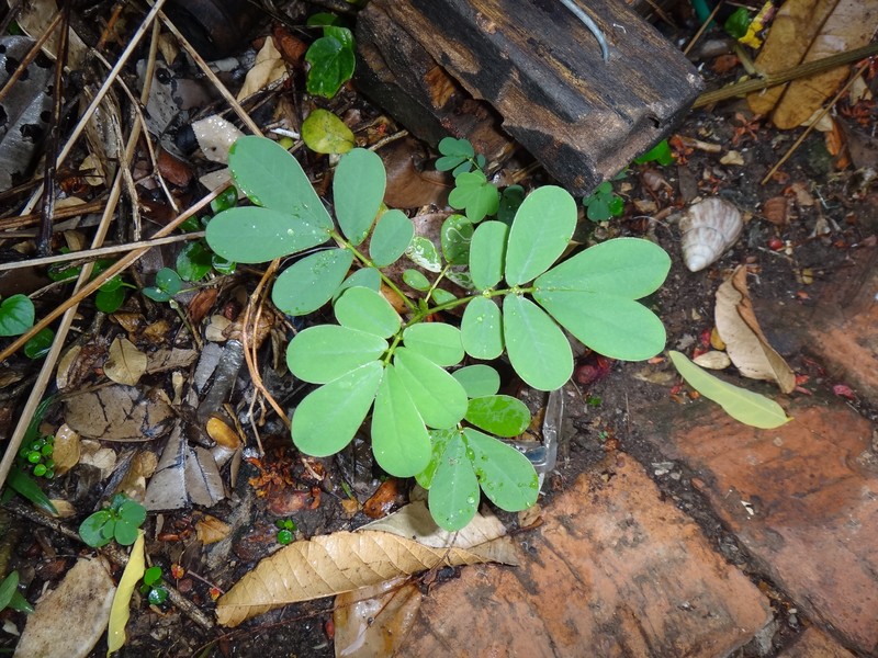 Sickle Senna photo 4