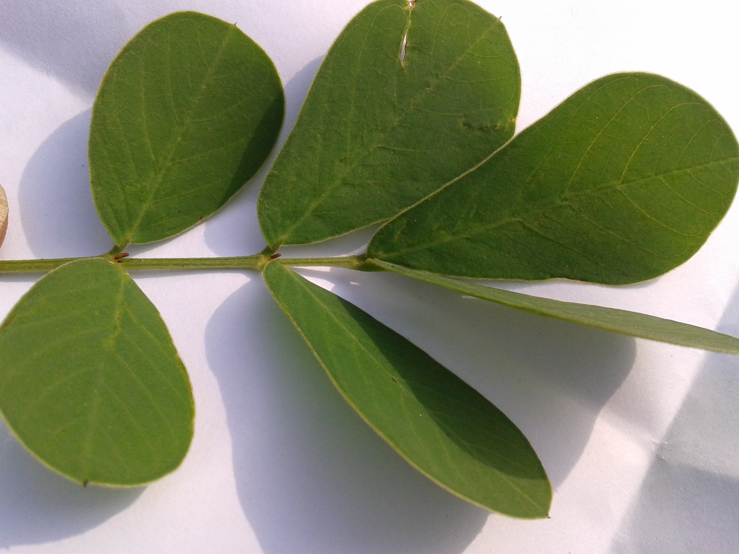 Sickle Senna photo 6