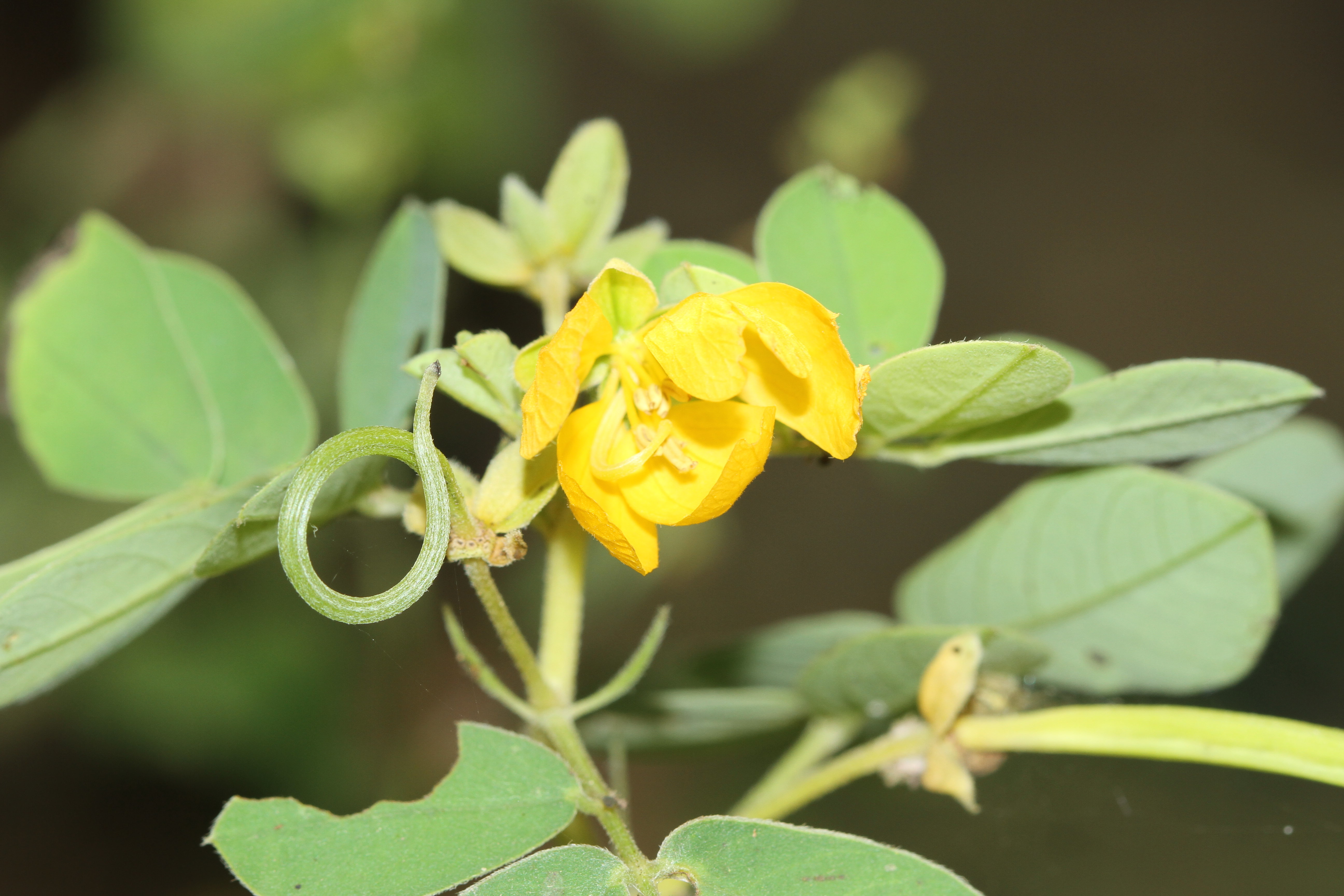 Sickle Senna photo 7