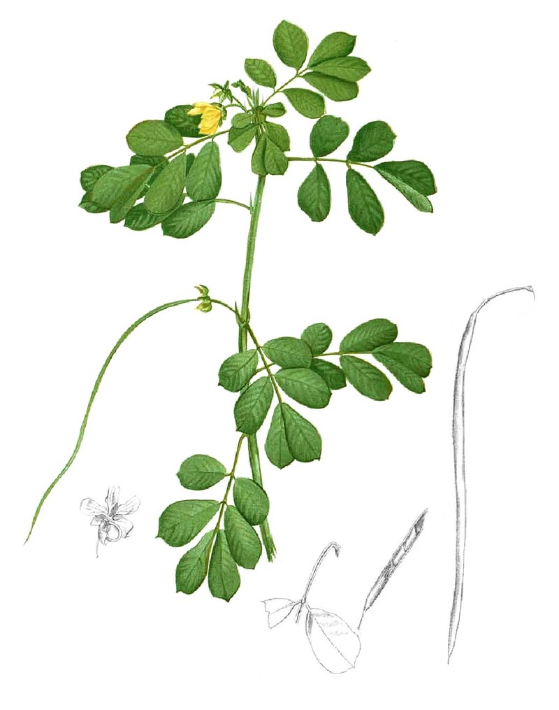 Sickle Senna