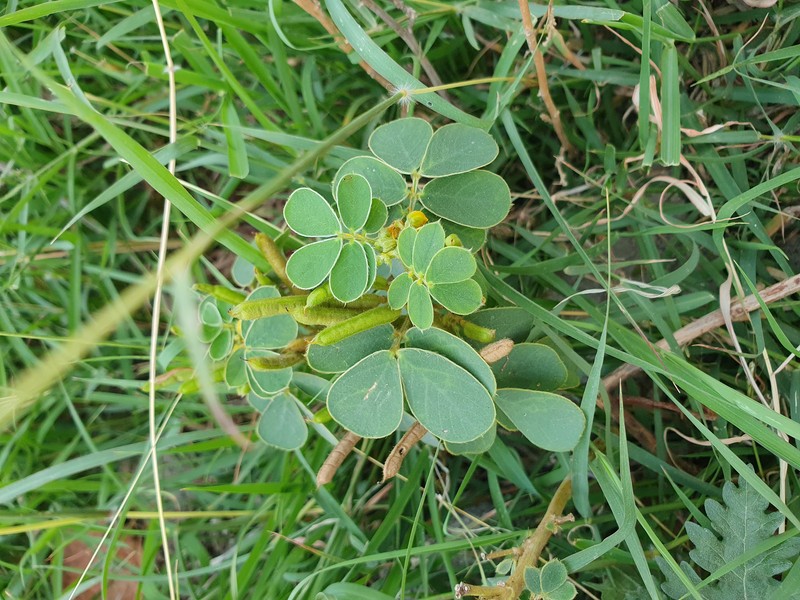 Sickle Senna photo 2
