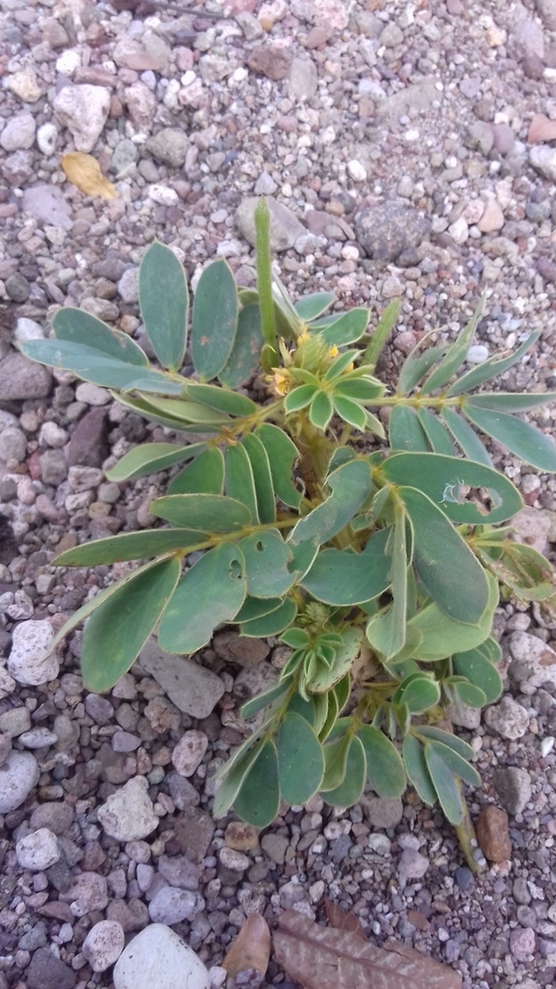 Oneleaf Senna photo 3