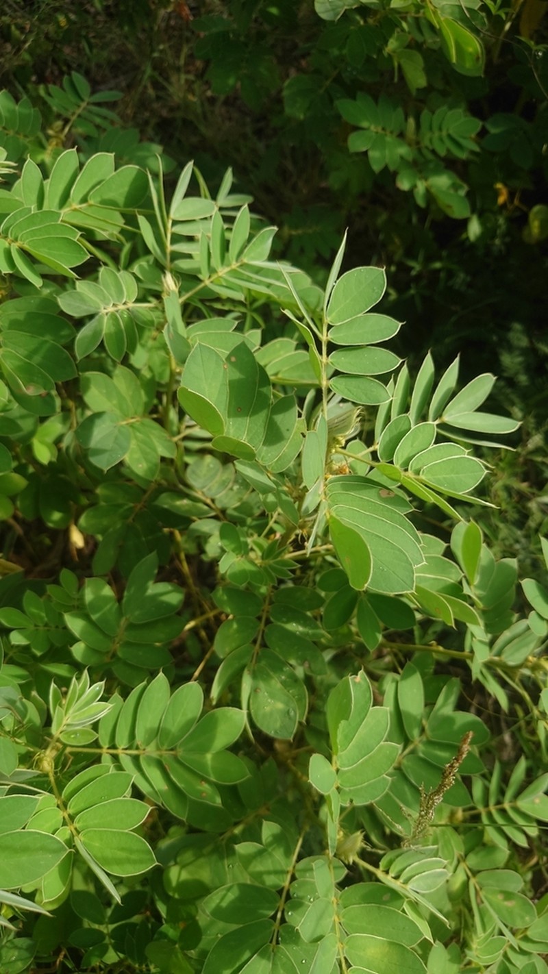 Oneleaf Senna photo 4