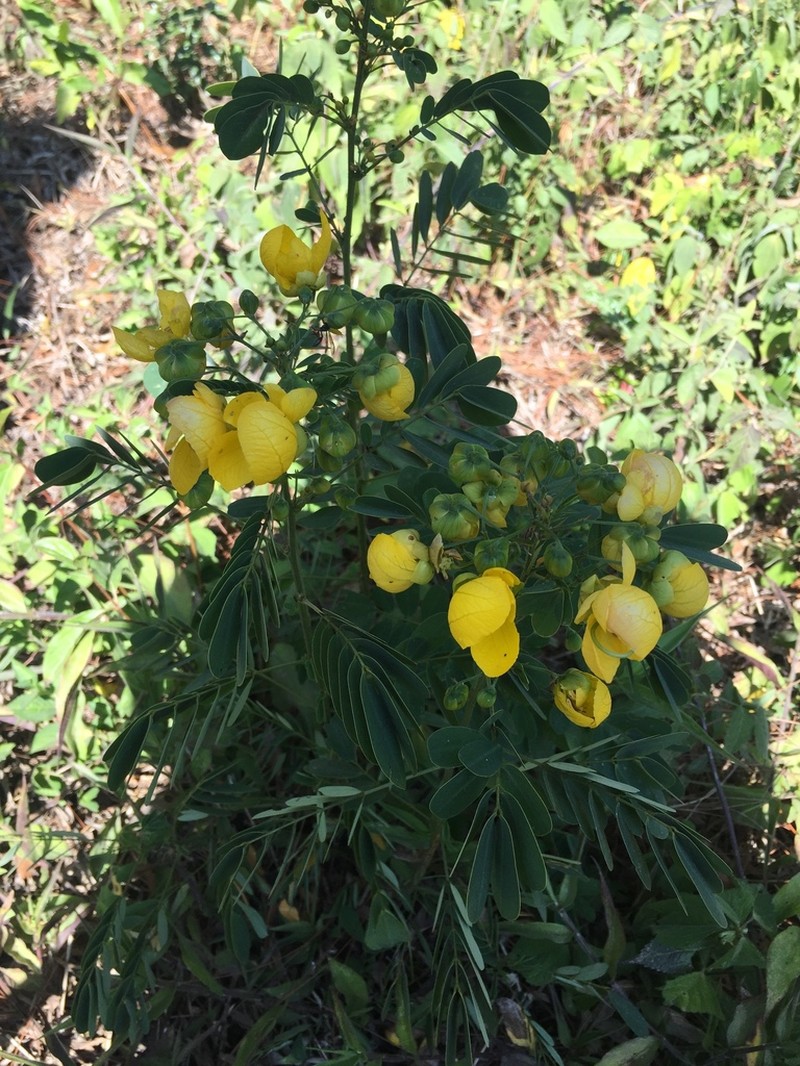 Oneleaf Senna photo 5