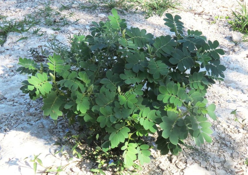 Oneleaf Senna photo 6