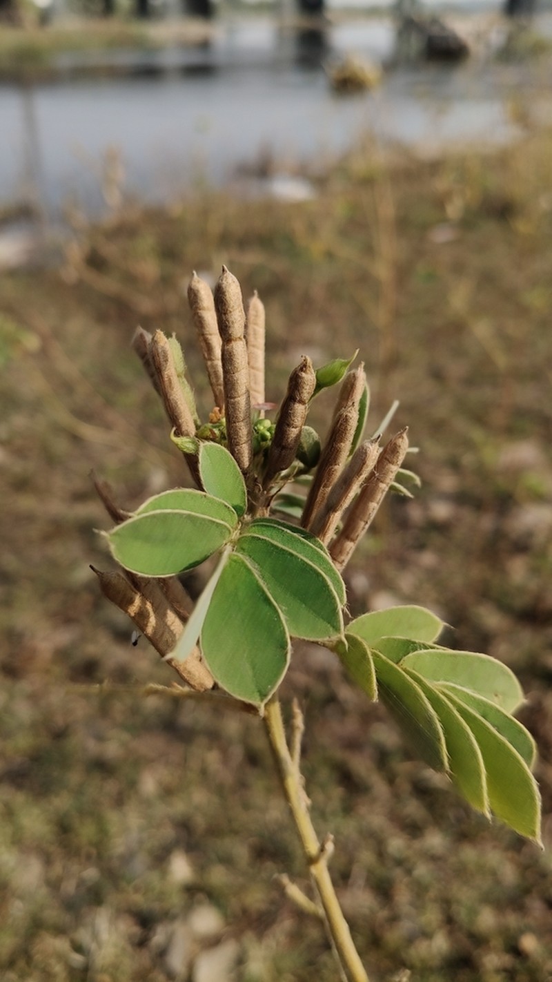 Oneleaf Senna photo 7