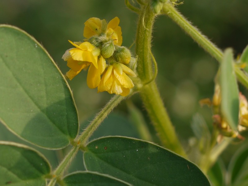 Oneleaf Senna photo 2