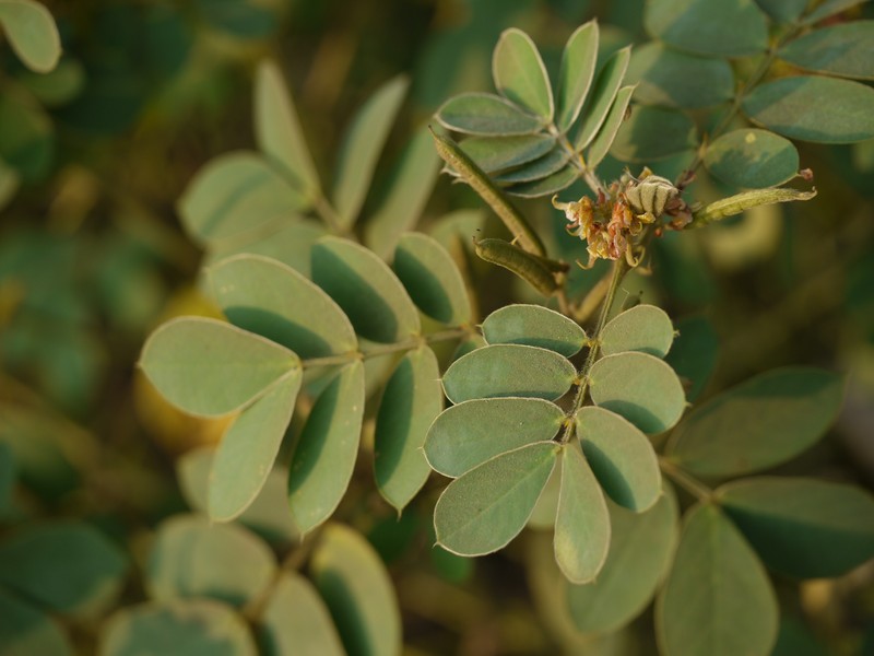 Oneleaf Senna photo 3