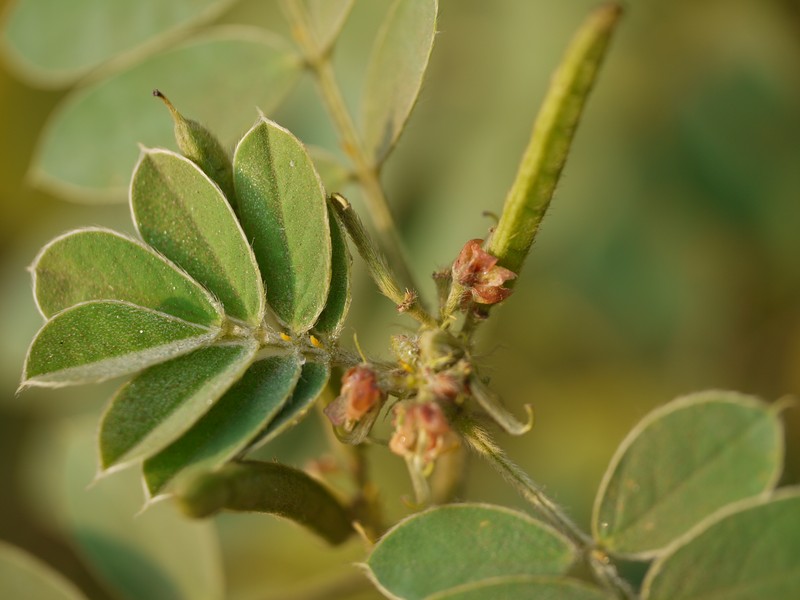 Oneleaf Senna photo 4