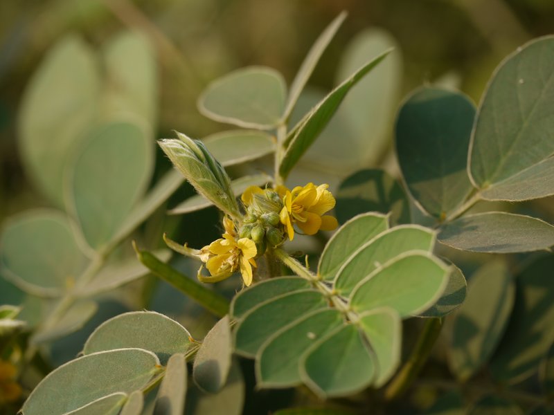Oneleaf Senna