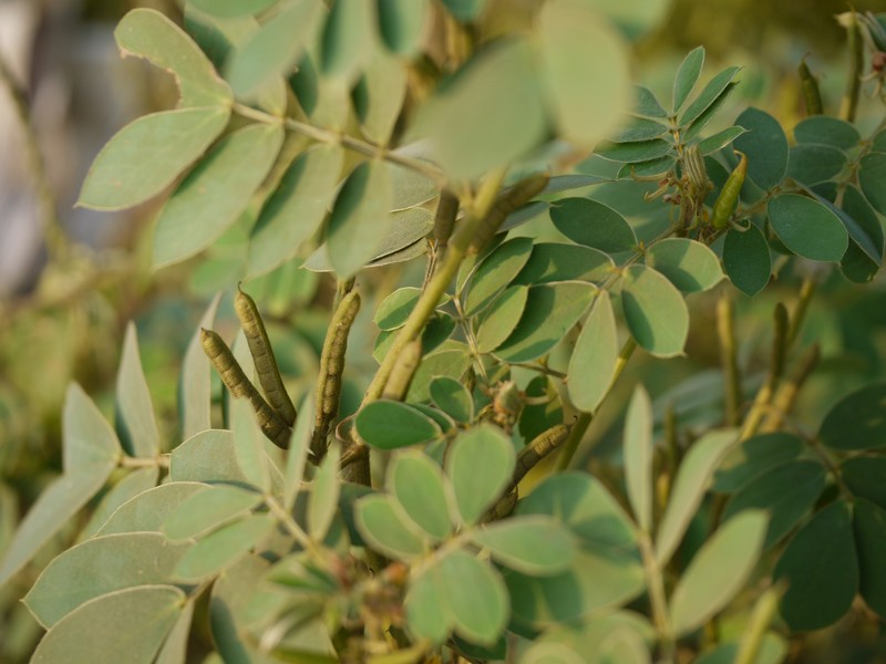 Oneleaf Senna photo 5