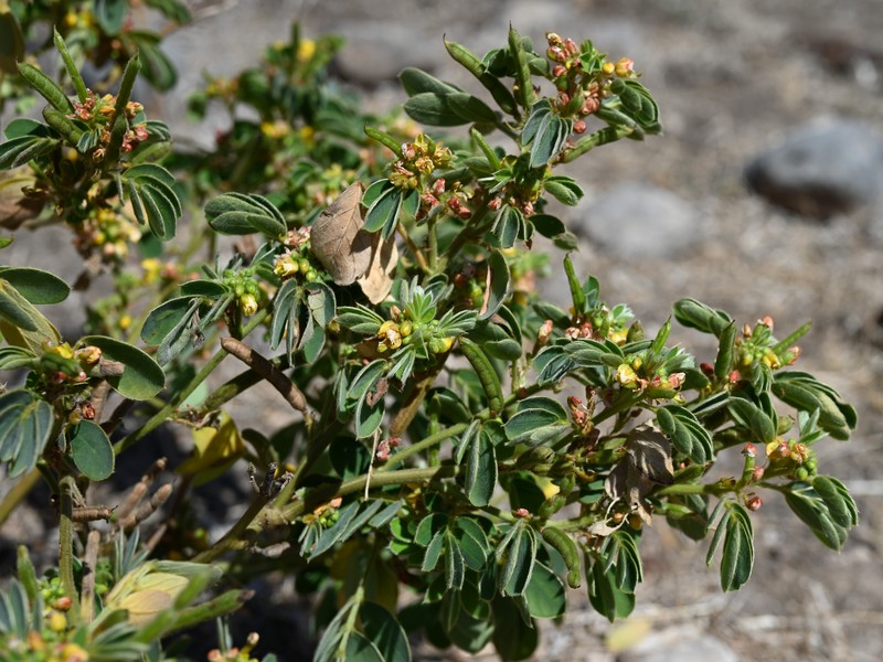 Oneleaf Senna photo 6