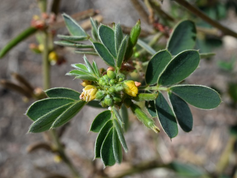 Oneleaf Senna photo 7