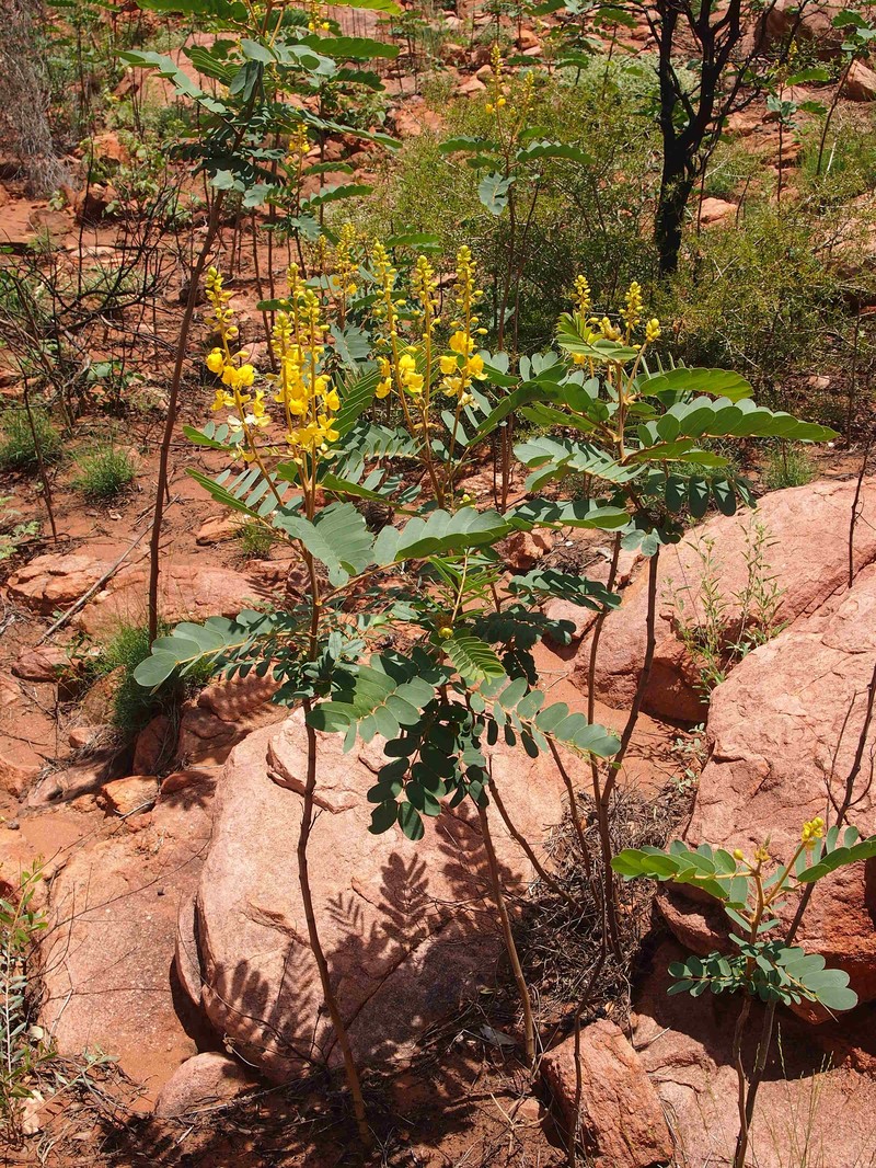 Senna venusta