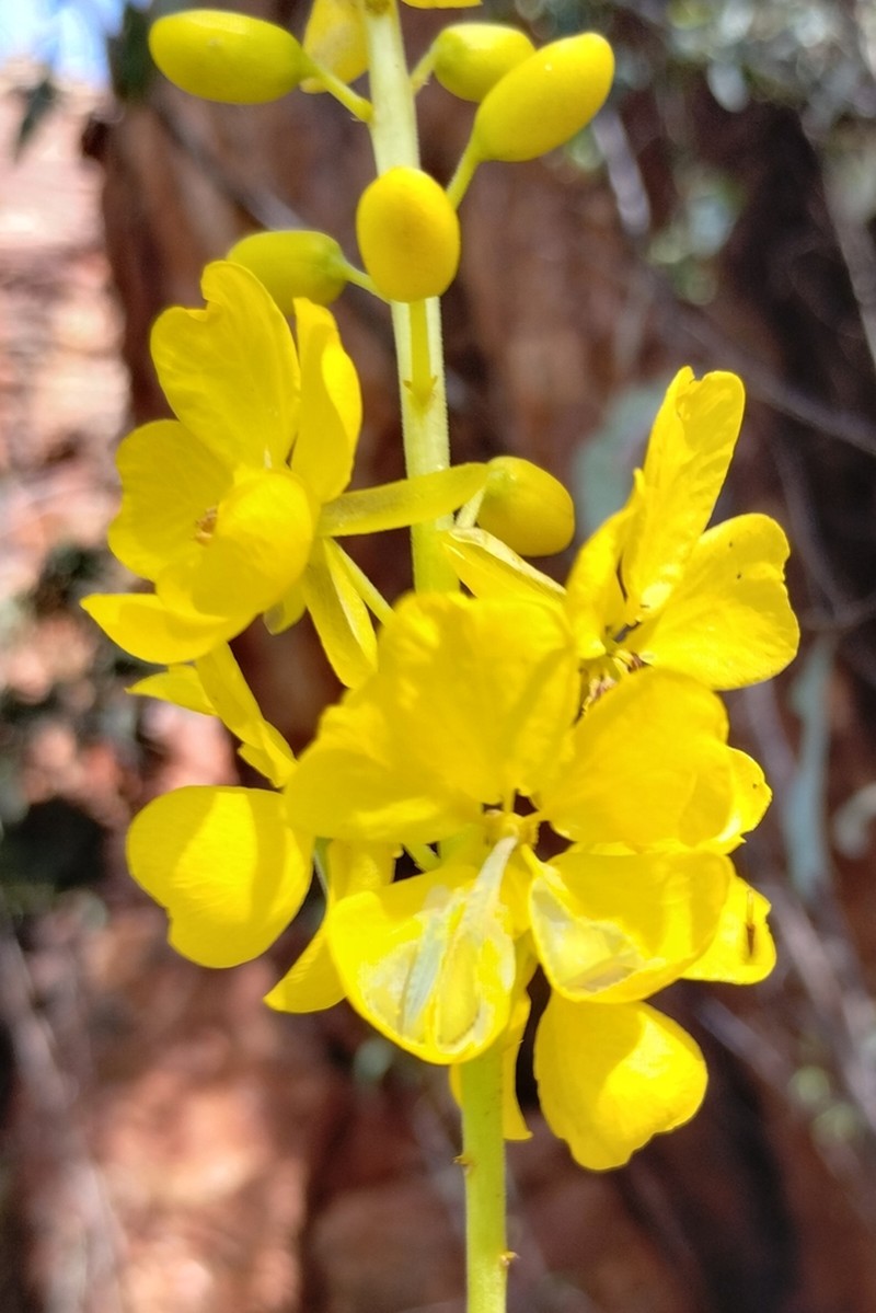 Senna venusta photo 2