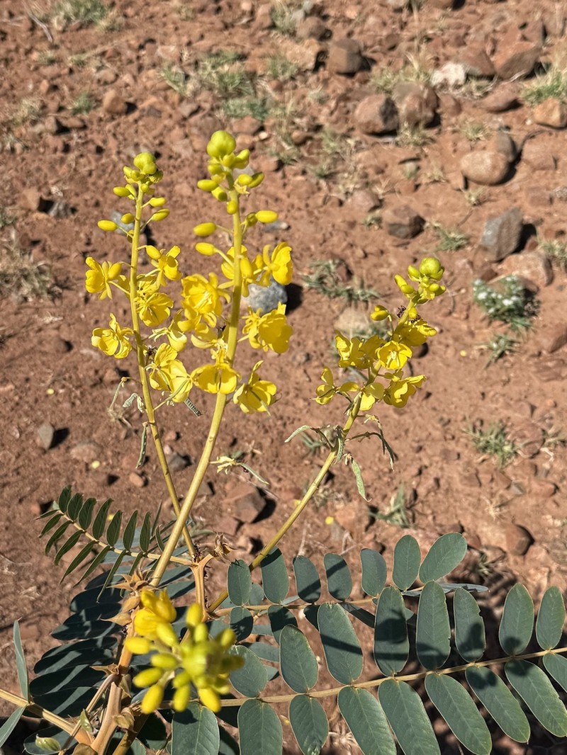 Senna venusta photo 3