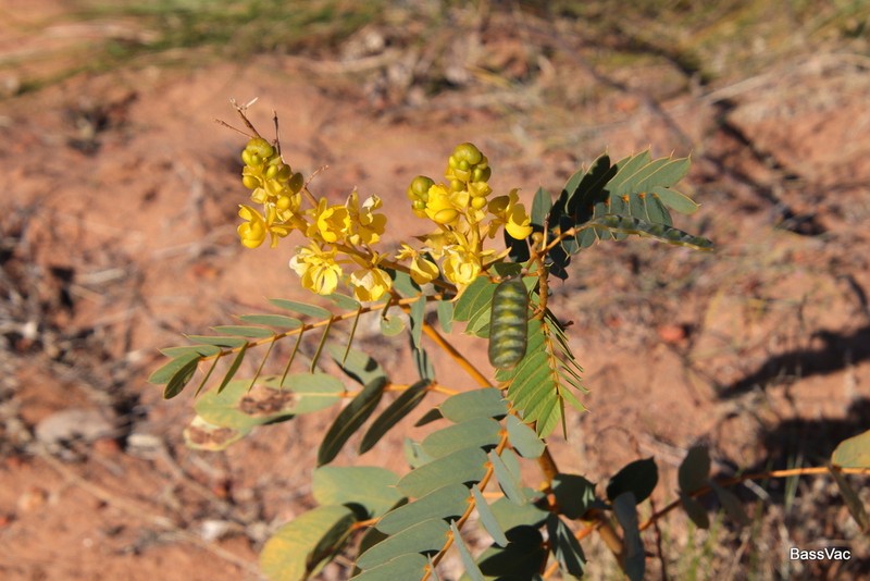 Senna venusta photo 4