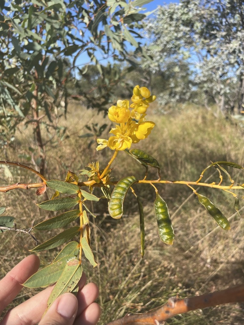 Senna venusta photo 5