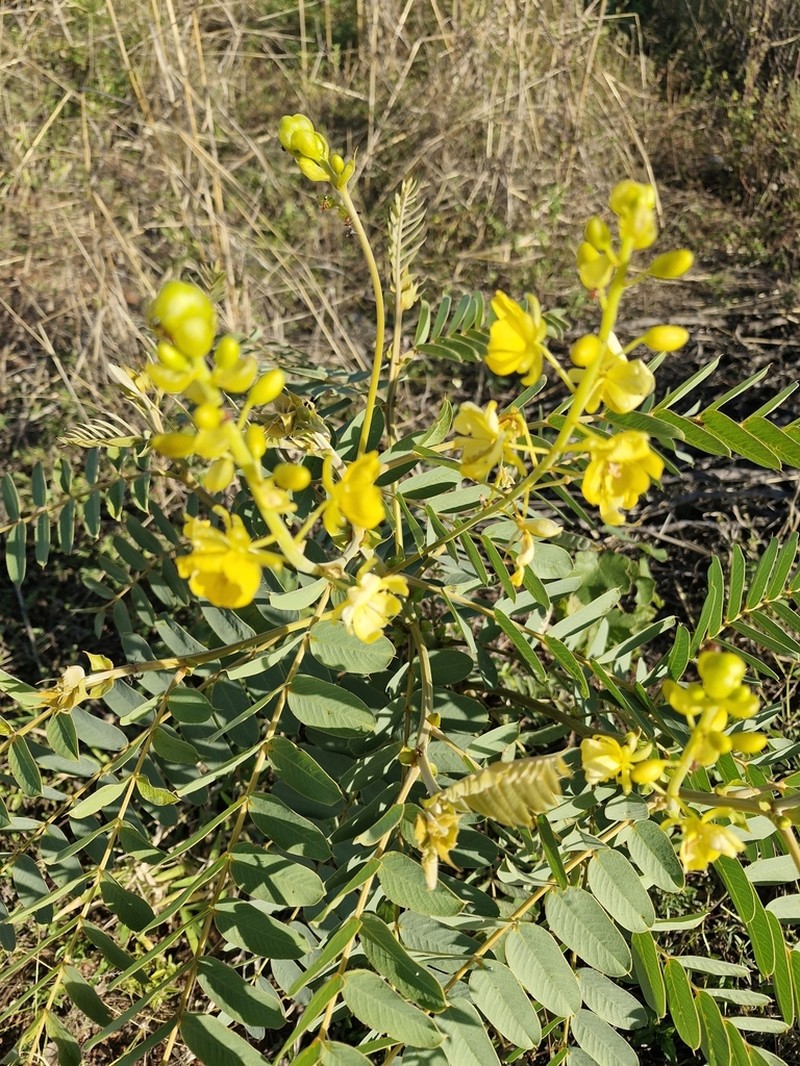 Senna venusta photo 6