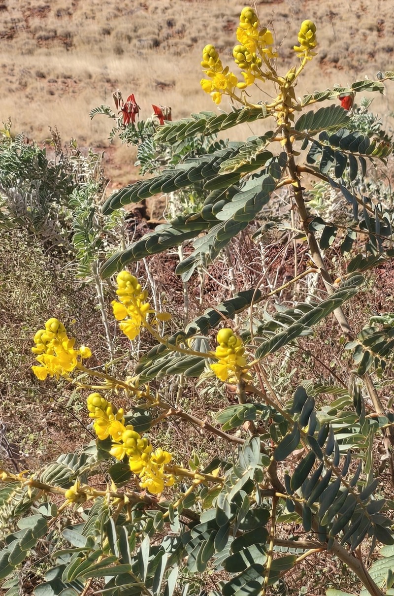 Senna venusta photo 7