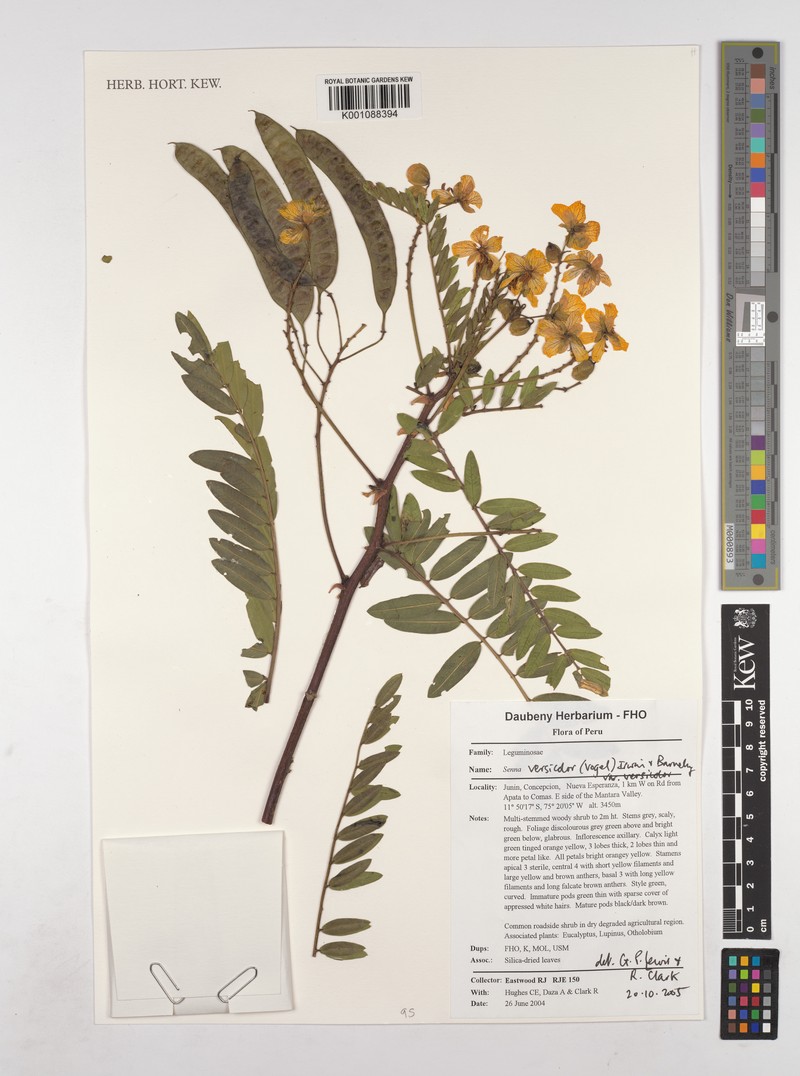 Senna versicolor var. versicolor