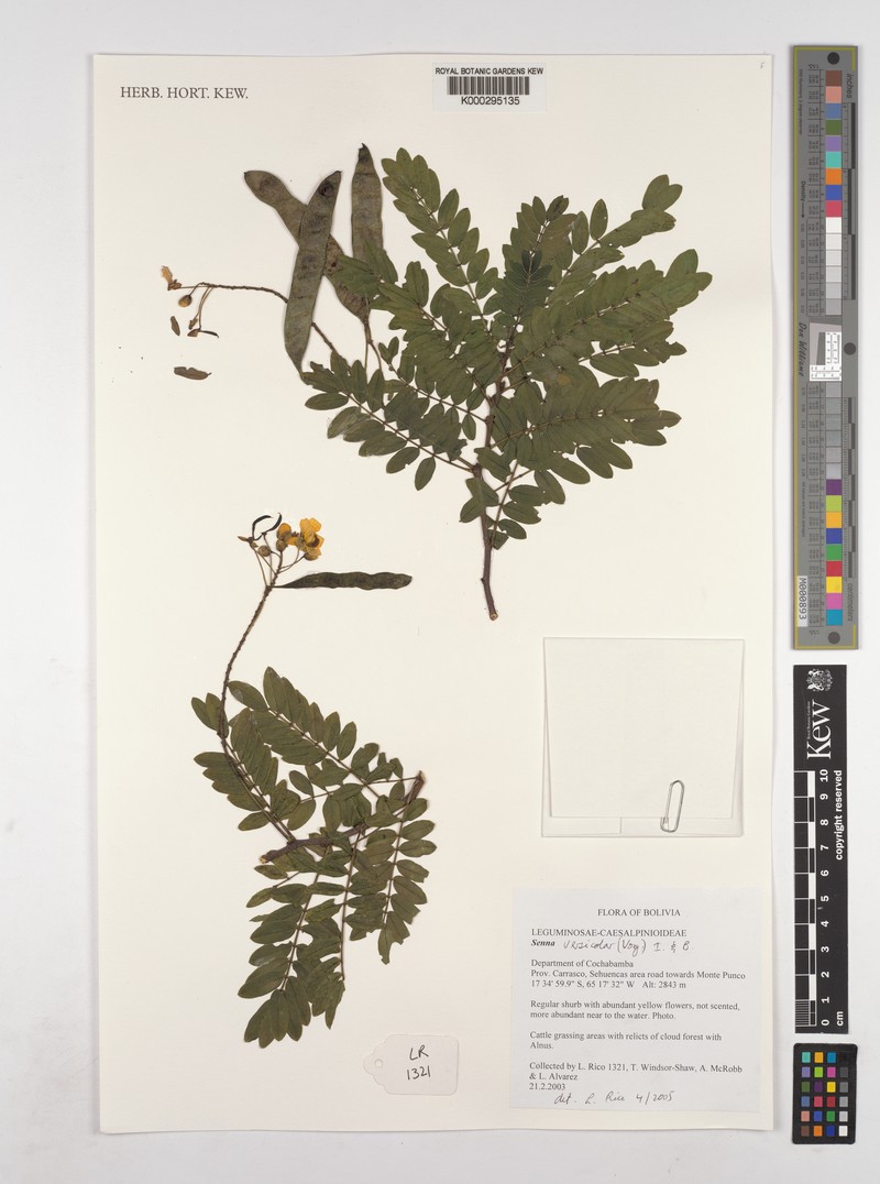 Senna versicolor var. versicolor photo 2