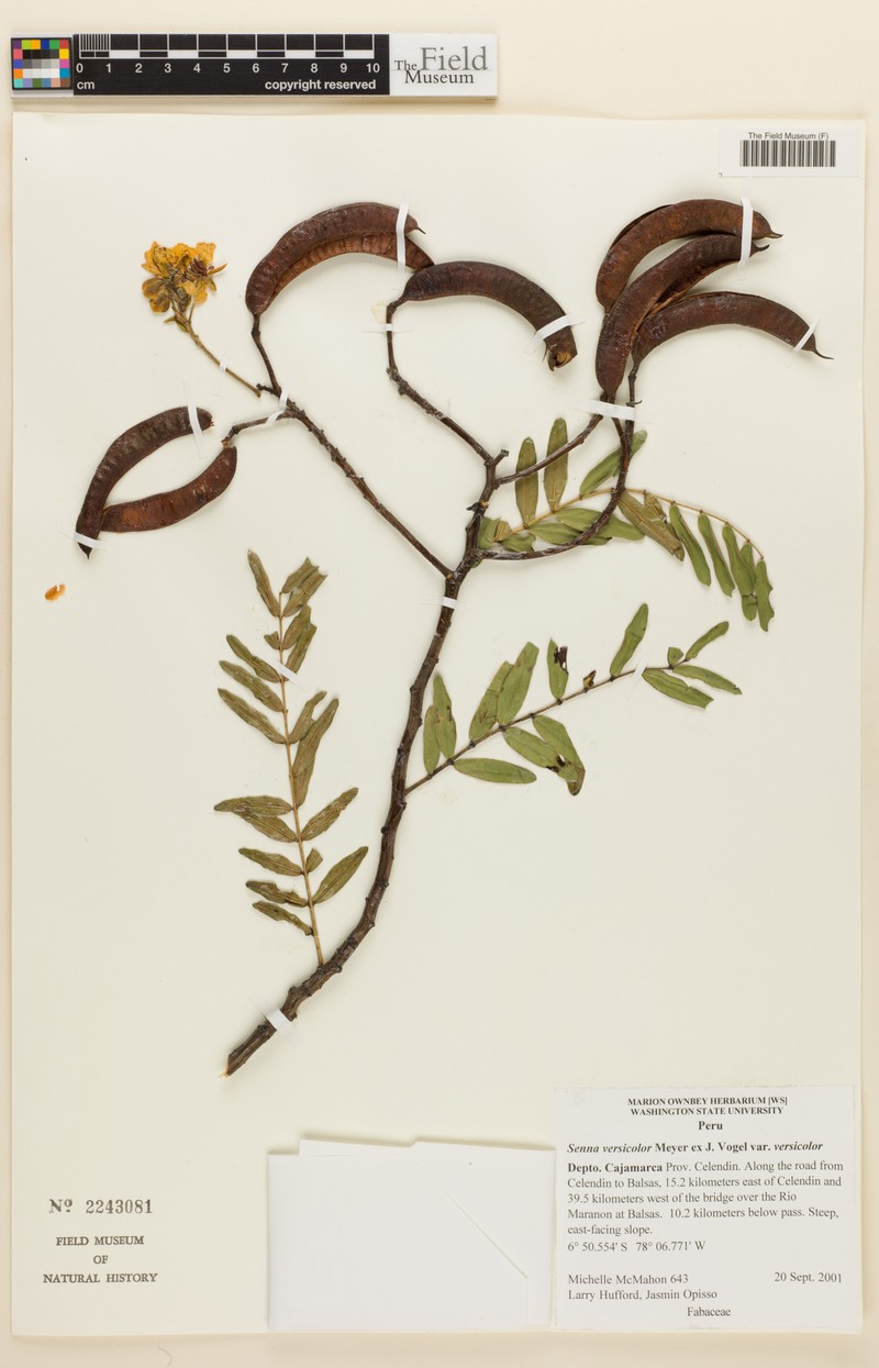Senna versicolor var. versicolor photo 3