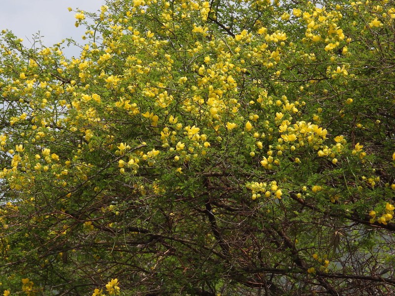 Wislizenus' Senna photo 3
