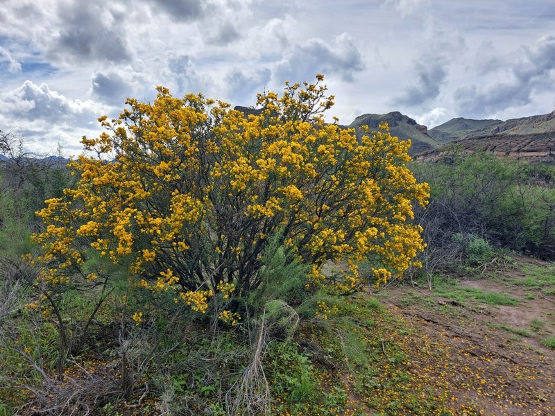 Wislizenus' Senna photo 4