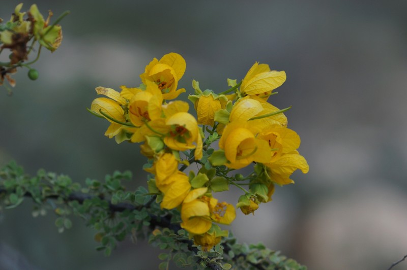 Wislizenus' Senna photo 5
