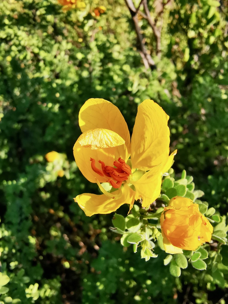 Wislizenus' Senna photo 7
