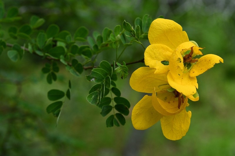 Wislizenus' Senna photo 8
