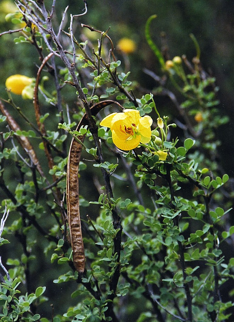Wislizenus' Senna photo 2
