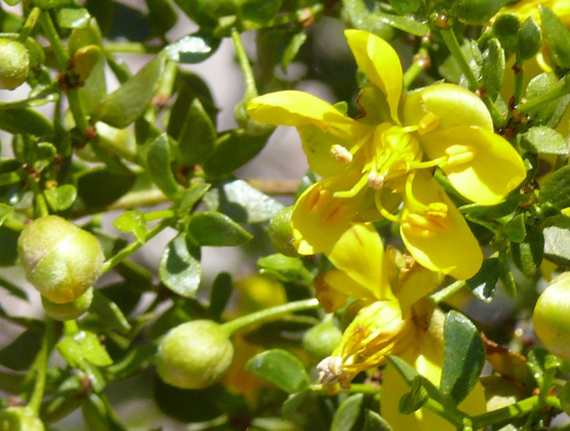 Wislizenus' Senna