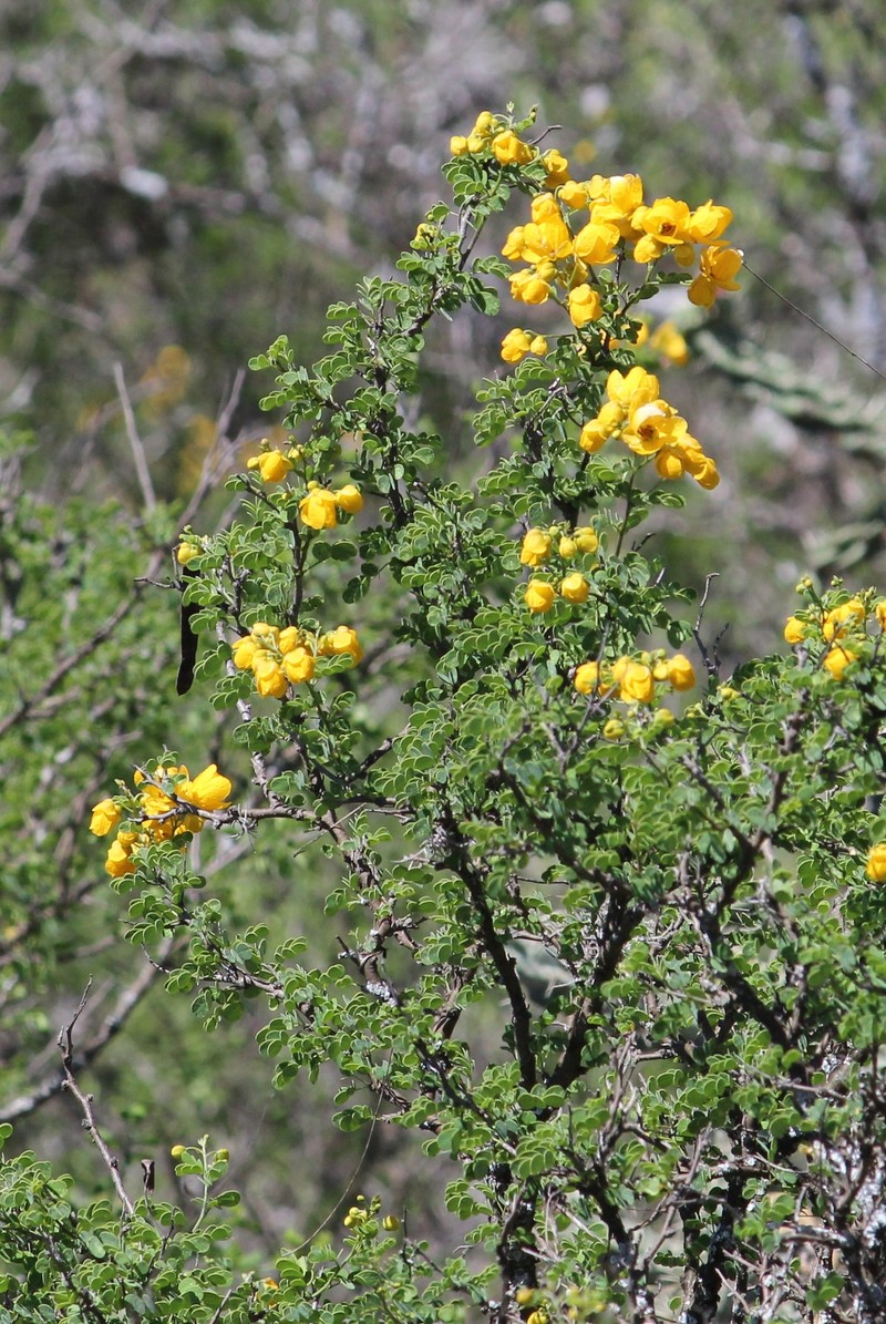 Senna wislizeni var. wislizeni