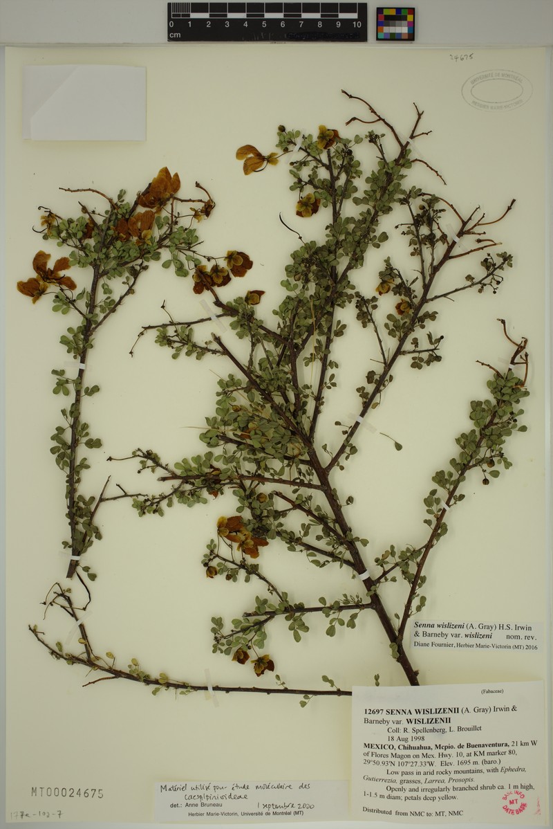 Senna wislizeni var. wislizeni photo 2