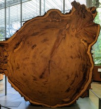 Redwood