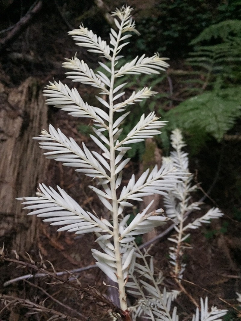 Redwood photo 3