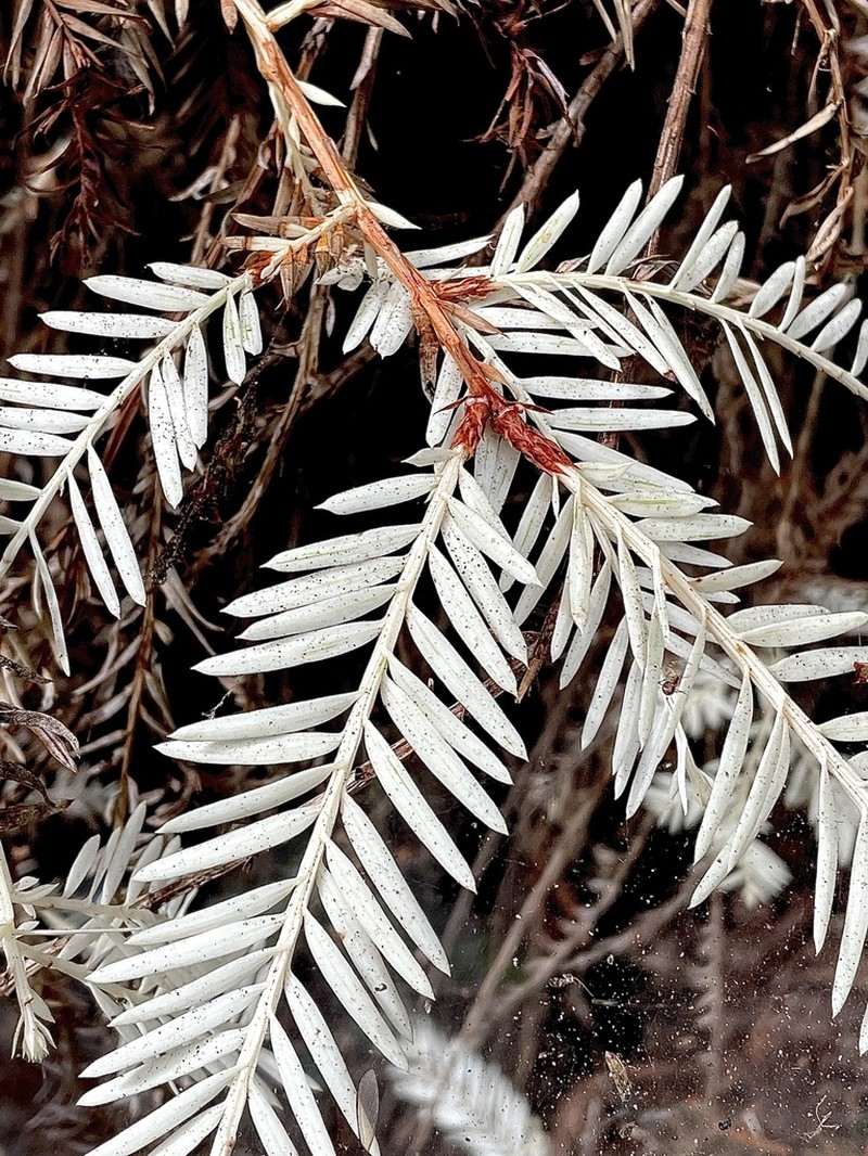 Redwood photo 4