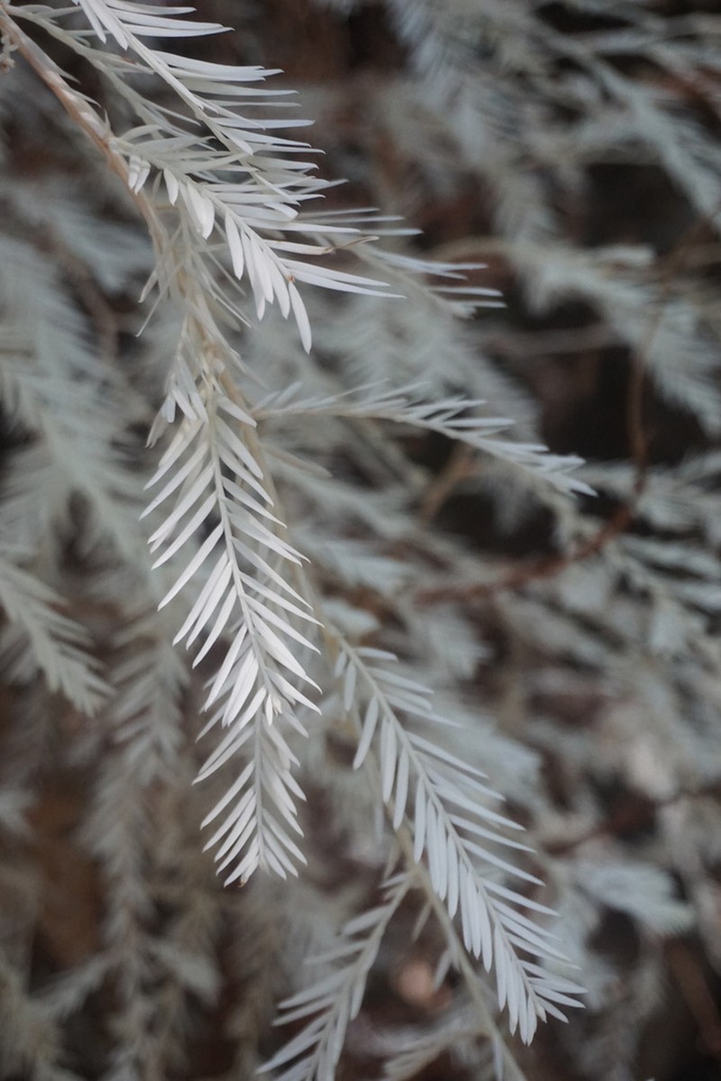 Redwood photo 5