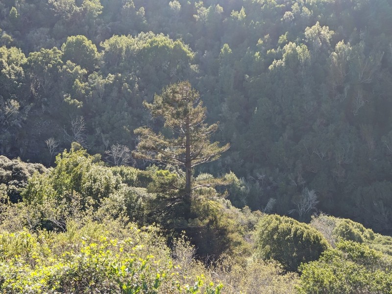 Redwood photo 6
