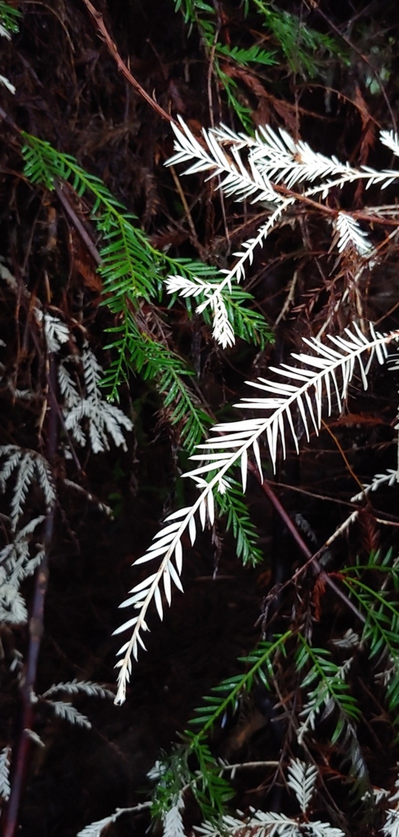 Redwood photo 7