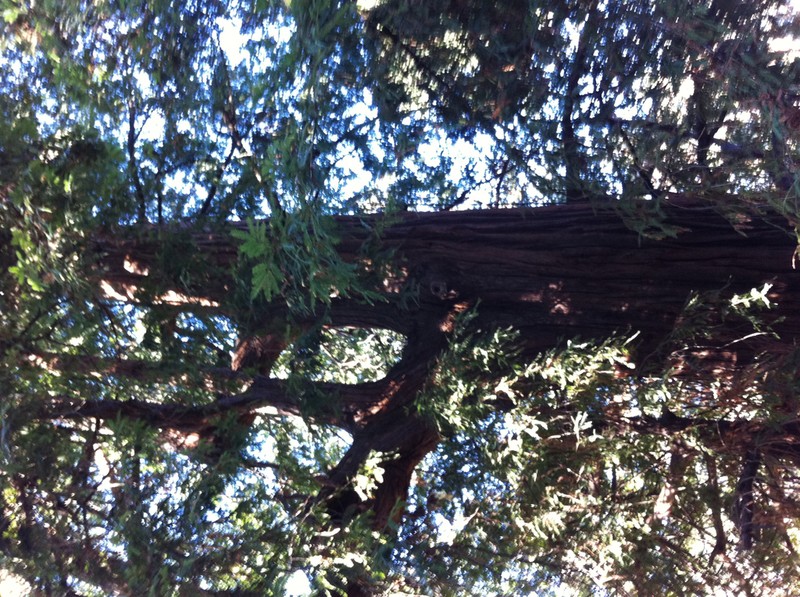 Redwood photo 8